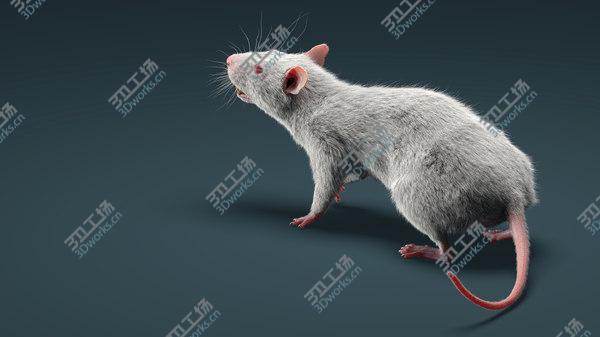 images/goods_img/20210312/Rat Fur Animated 3D model/2.jpg